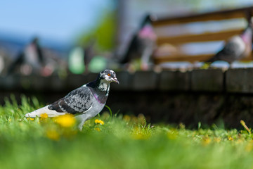 Beautiful pigeons on the grass in the summer in the park.