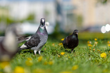 Beautiful pigeons on the grass in the summer in the park.