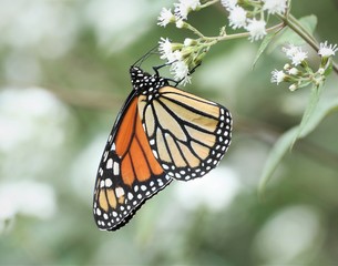 Monarch on white flower
