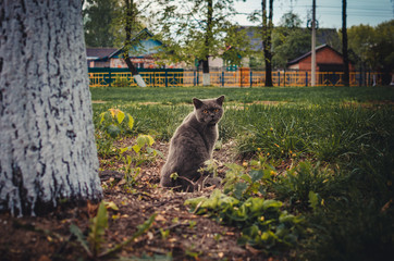 The cat turned around. The cat sits next to a tree. Cat walking in nature