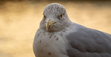 Close up head shot of yound seagull showing brown and white feathers
