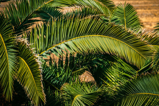 Palmenblätter in der Mittagshitze © ramonmaesfotografie