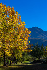 Fototapeta premium Yellow autumn colored tree and blue mountain