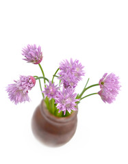 little bouquet of chives blooming in a pot and isolated on white background