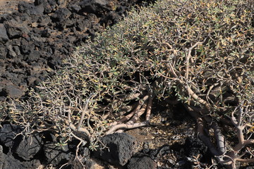 euphorbia balsamifera Lanzarote