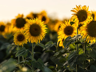 Sunflowers