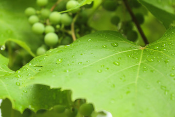 Grape leaves and fruits with drops after rain. Fresh spring leaves with water drops