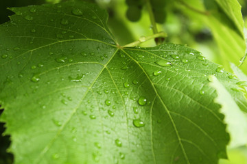 Grape leaves with drops after rain. Fresh spring leaves with water drops