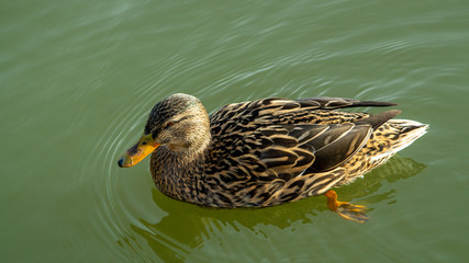 close up of female mallard duck on water