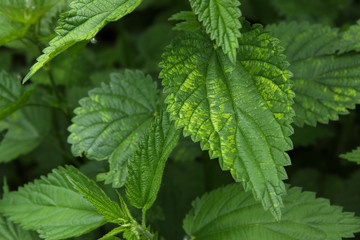 Urtica dioica, common nettle in springtime, alternative medicine, healthy herb