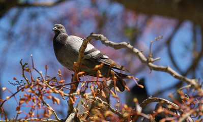Rock Pigeon perched on a Tree Branch