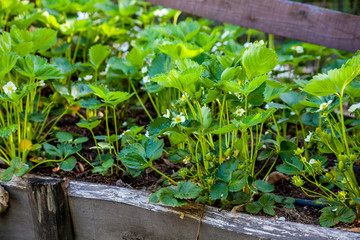 strawberry flowers