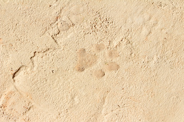 dog paw print on cement sidewalk
