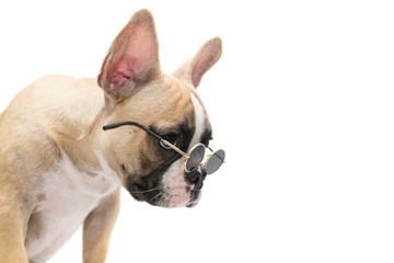 Cute french bulldog wear sunglass isolated
