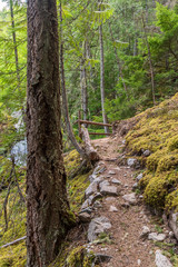 View at Mountain Trail in British Columbia, Canada. Mountains Background.