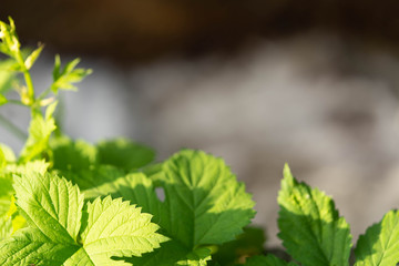 A stream of water, a waterfall formed on a flooded concrete staircase. Selective focus. Kuyalnitsky estuary. Odessa. Ukraine