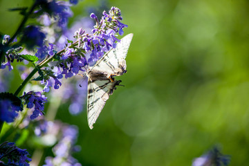 butterfly and flowers