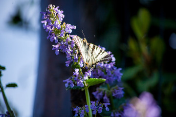 butterfly and flowers