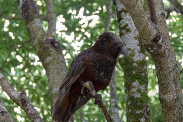 kaka in a tree