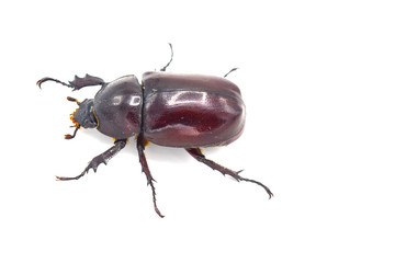 Insect wildlife on isolated background