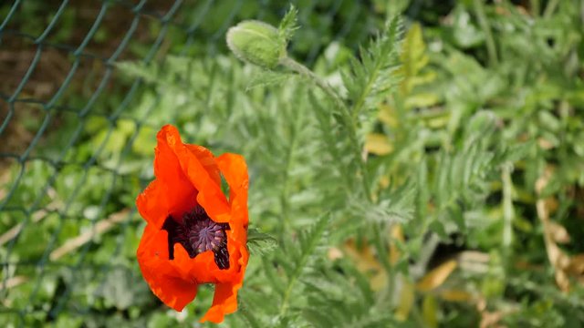 eine wunderh&uuml;bscher Gartengast dieser Klatschmohn, seine feuerroter Bl&uuml;te zieht das Auge magisch an