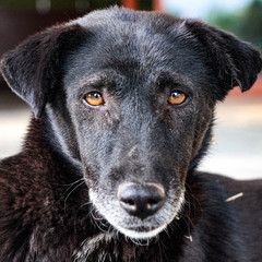 A dog will teach you unconditional love. If you can have that in your life, things won't be too bad.