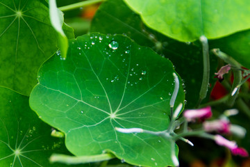 Gocce di rugiada sulla foglia in primavera