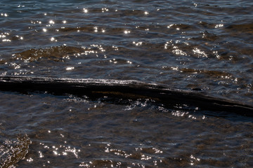 Sunlight glistens off the lake on a bright day in Oklahoma. An old log floats along the water. Bokeh effect.