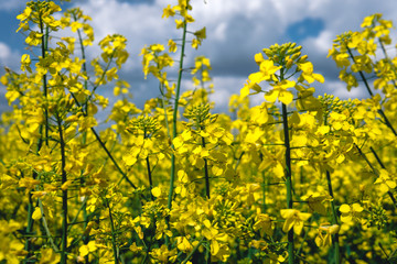 Obraz premium close-up golden field of flowering rapeseed plant for green energy and oil industry, fuel