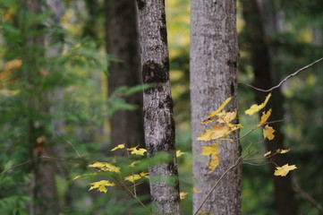 Forest through the trees
