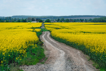 Fototapeta na wymiar golden field of flowering rapeseed plant for green energy and oil industry, fuel. dirt road