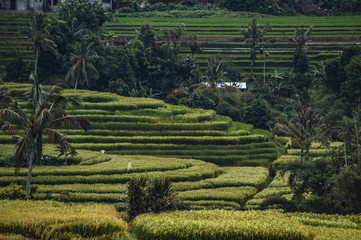 Weltkulturerbe Reisterrassen auf Bali, grüne Felder, dramatischer Himmel