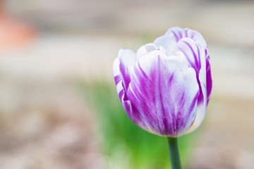 Close up single purple and white tulip blooming outdoors
