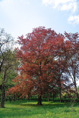 Naklejka premium Big tree with red leaves on a green trees background. (Riversii, Royal Red, maple tree) vertical photo, summer day