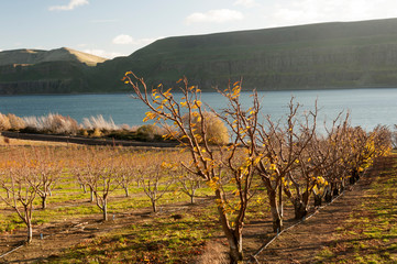 Autumn Orchard in the Columbia Gorge, Washington