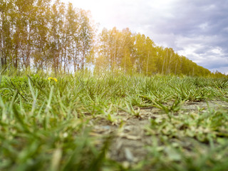 Close-up on green grass with a single yellow dandelion in the field and a wind-shelter tree under the blue sky with gray clouds through which the warm spring sun shines through. Nature and freshness.