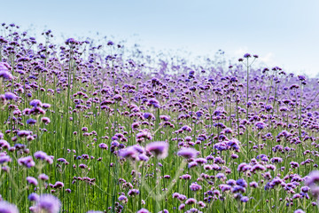 Obraz premium verbena bonariensis flower field