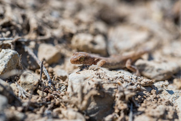 Close up cute small Even-fingered gecko genus Alsophylax on ground