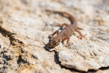 Close up cute small Even-fingered gecko genus Alsophylax on stone