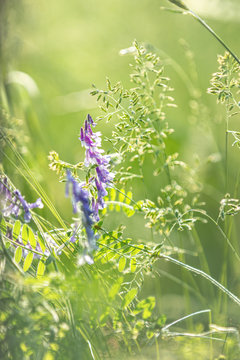 Gentle blue flowers Vicia cracca