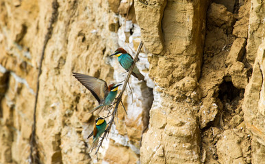 Bee-eater at the nasal cavity