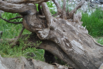 old tree
