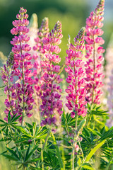 Obraz premium Pink violet spring and summer flowers. Gentle warm soft colors