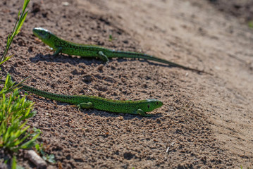 Two bright green quick lizards on the ground
