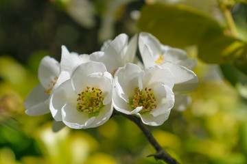 Chaenomeles speciosa Nivalis (Japanese quince)