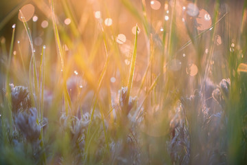 Beautiful background with morning dew on grass close - obrazy, fototapety, plakaty