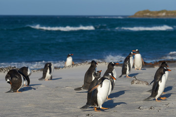 Gentoo Penguins (Pygoscelis papua) on a sandy beach on Sea Lion Island in the Falkland Islands.