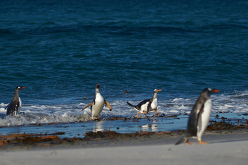 Gentoo Penguins (Pygoscelis papua) coming ashore after feeding at sea on Sea Lion Island in the...