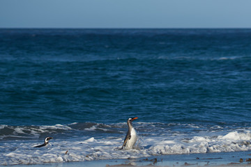Gentoo Penguins (Pygoscelis papua) coming ashore after feeding at sea on Sea Lion Island in the...