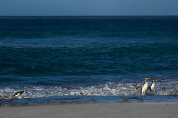 Gentoo Penguins (Pygoscelis papua) coming ashore after feeding at sea on Sea Lion Island in the Falkland Islands.